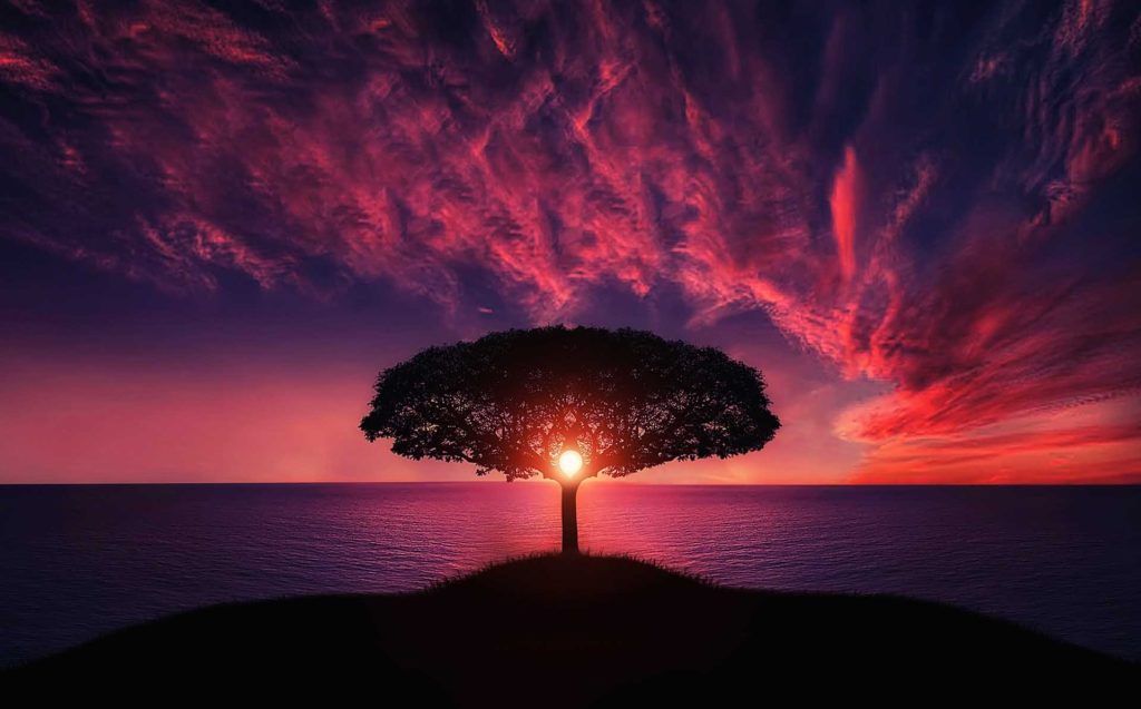 What happens to your loyalty points when you die? - Tree 736885