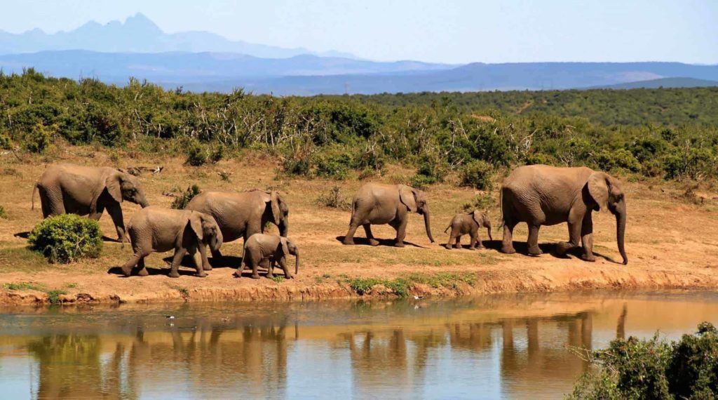 Afrique du Sud : Se loger gratuitement avec les points Marriott Bonvoy - elephant 279505 1920