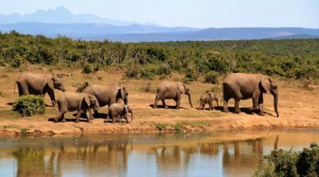 South Africa: Free accommodation with Marriott Bonvoy points - elephant 279505 1920