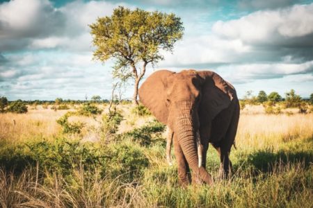 South Africa: Family Travel - Semaine Mtm