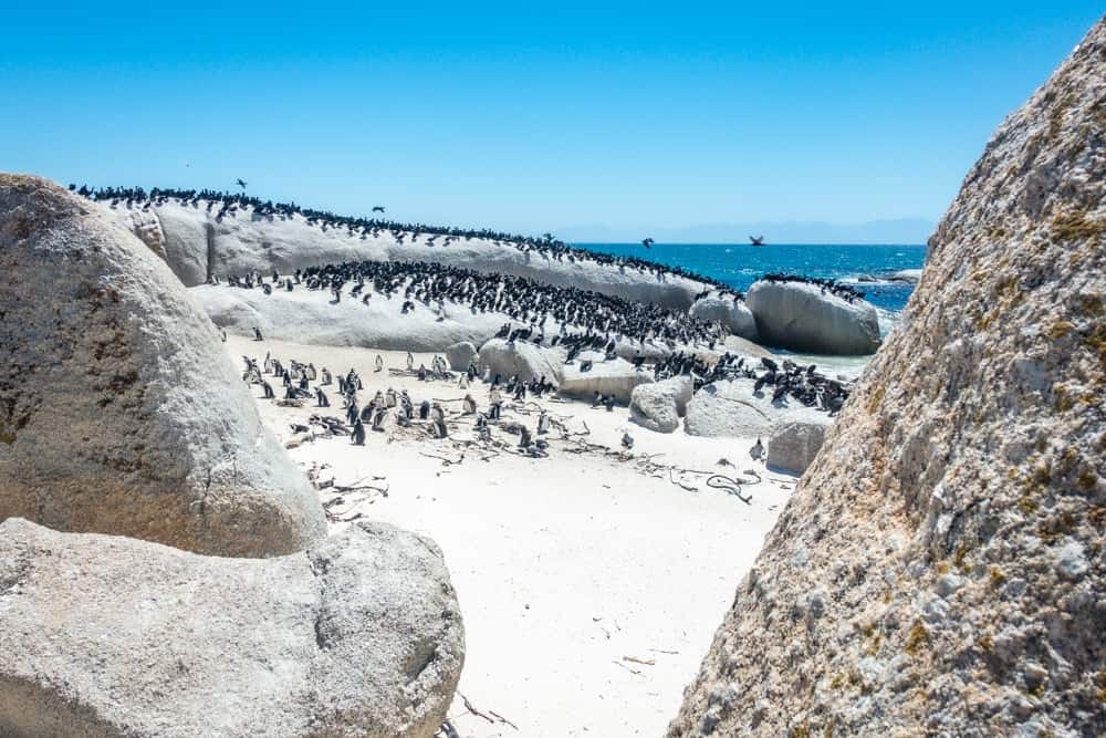 South Africa - Cape Town: Family Travel - Semaine Mtm Pingouins