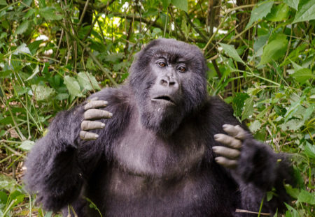 Rwanda : In search of mountain gorillas in Rwanda - Ac0 6743