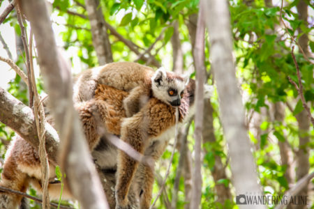 Our Madagascar Travel Guide - 00 Lemurs 2
