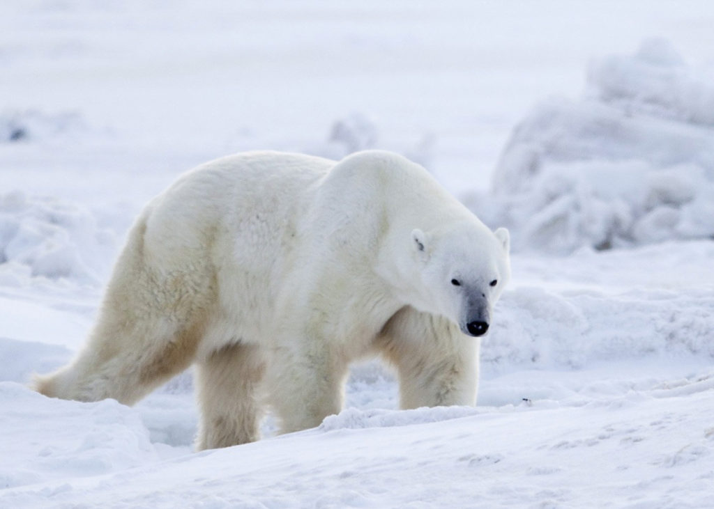 Canada : &Agrave; la recherche de l&rsquo;Ours Polaire - fin