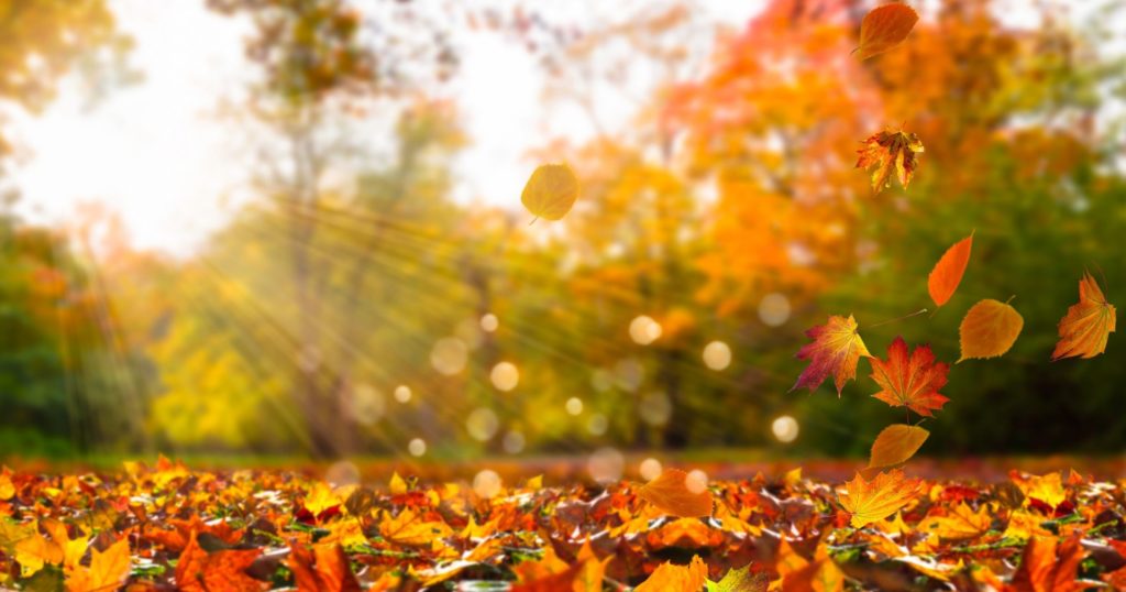 Quoi faire en novembre au Québec ? - automne