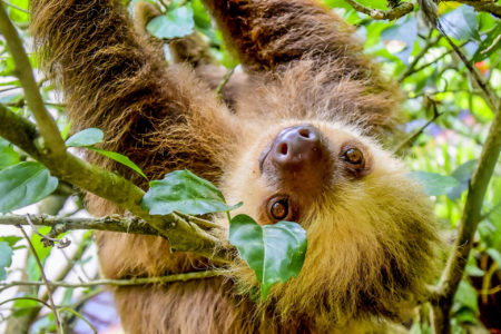 Costa Rica : travel guide | Itineraries and Highlights - Costa Rica Wildlife