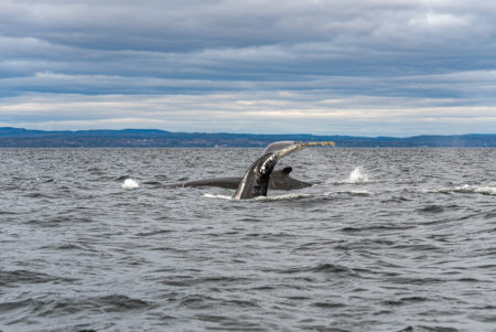 Canada: Discovering Whales on the Côte-Nord | Plan Your Dream Trip - Whale watching Credit: Maude