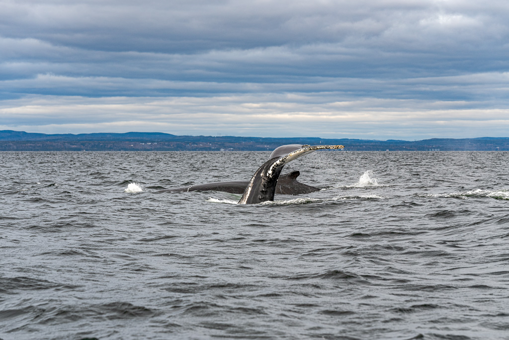 Canada: Discovering Whales on the Côte-Nord | Plan Your Dream Trip - Whale watching Credit: Maude