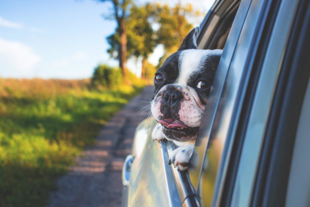 La liste ultime pour les voyageurs - chien assurance voyage voiture