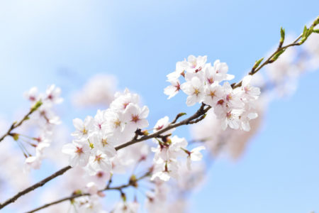 Les 10 voyages à ne pas manquer dans une vie - sakura