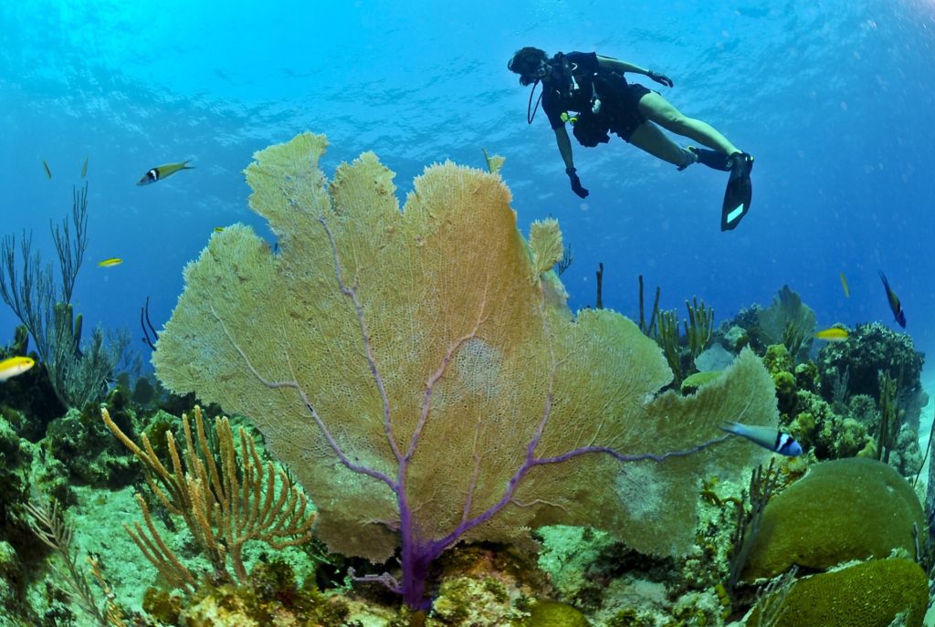 The 10 best scuba diving sites with points - Diving 2