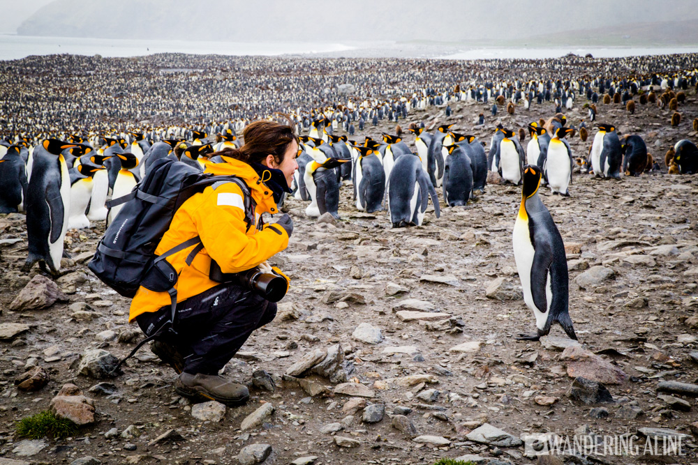 Once in a lifetime trips: 10 journeys you should take - 12 Manchots Royaux