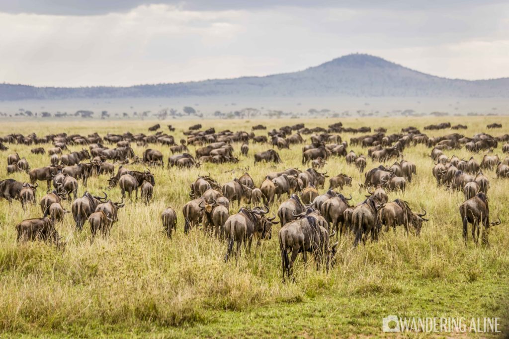 Safari in Africa: A Wonderful Adventure Among Wild Animals - Safari In Africa Maasai Serengeti Ngorongoro 4212