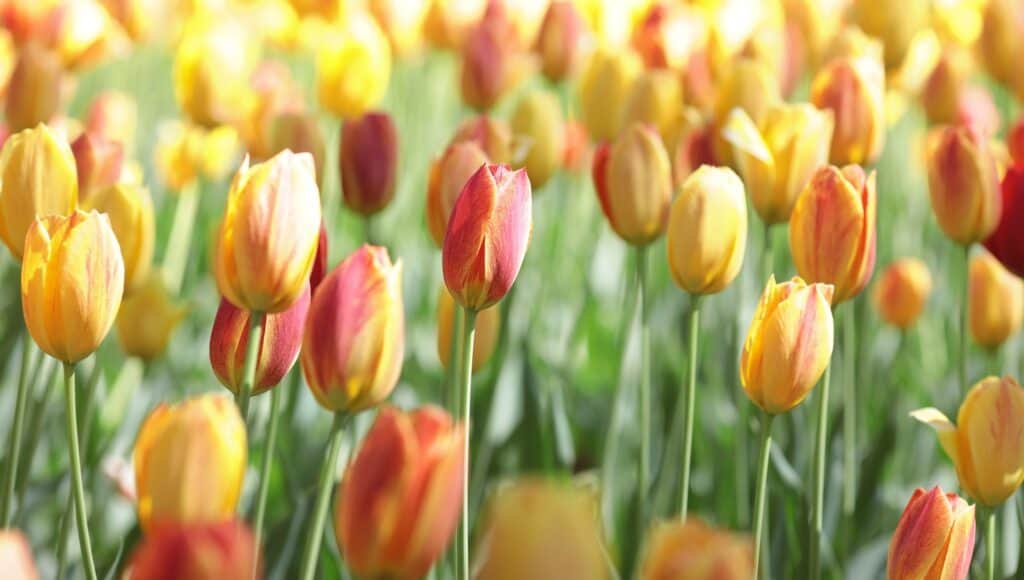 Fête des Patriotes : quoi faire durant la longue fin de semaine ? - tulipe