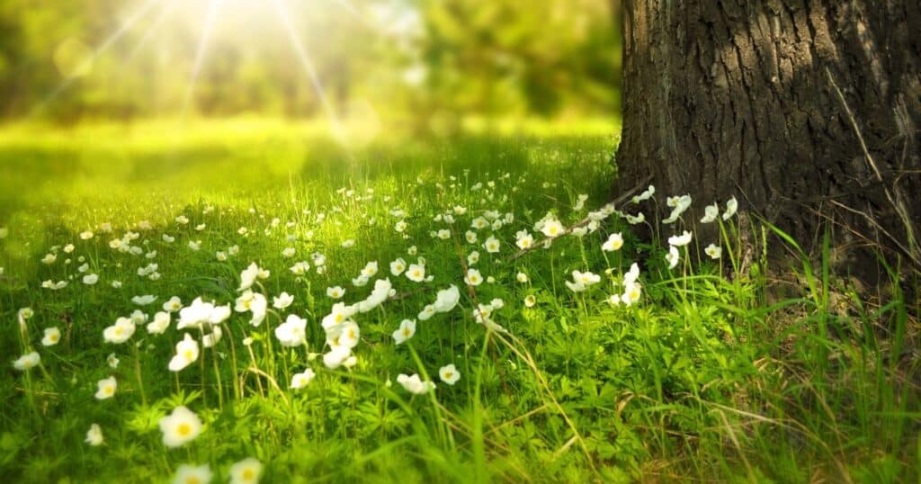 Six springtime activities in Montreal - fleurs-image-principale