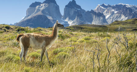 Patagonie : Guide de voyage | Itinéraires et Incontournables - Torres del Paine, Chile
