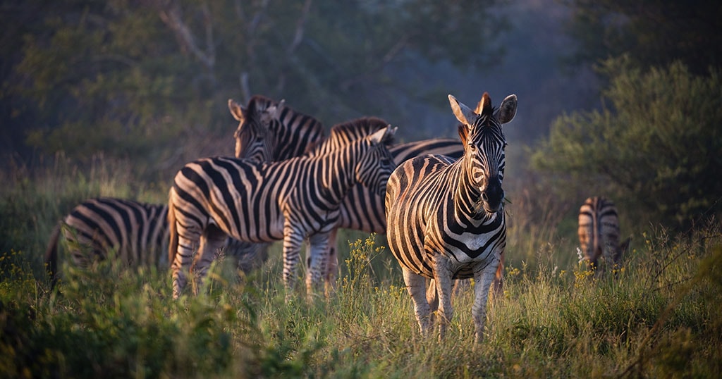 Safari en Afrique : une merveilleuse aventure avec les animaux sauvages - Zèbre